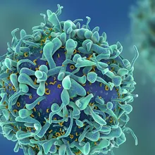 Analyze T Cell Phenotypes Analyze T Cell Phenotypes